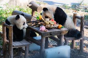 Giant Pandas Eat Mooncakes to Celebrate The Mid-Autumn Festival