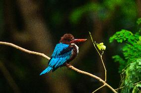 Halcyon Smyrnensis - Animal India