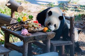 Giant Pandas Eat Mooncakes to Celebrate The Mid-Autumn Festival