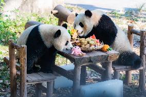 Giant Pandas Eat Mooncakes to Celebrate The Mid-Autumn Festival