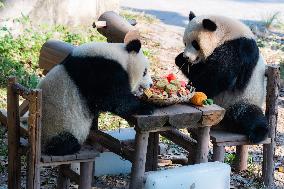 Giant Pandas Eat Mooncakes to Celebrate The Mid-Autumn Festival