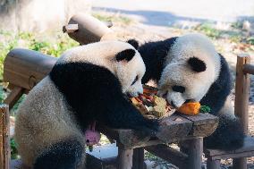 Giant Pandas Eat Mooncakes to Celebrate The Mid-Autumn Festival