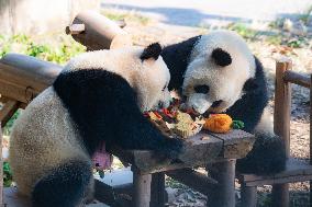 Giant Pandas Eat Mooncakes to Celebrate The Mid-Autumn Festival