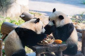 Giant Pandas Eat Mooncakes to Celebrate The Mid-Autumn Festival