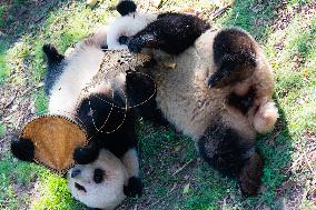 Giant Pandas Eat Mooncakes to Celebrate The Mid-Autumn Festival