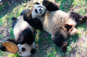 Giant Pandas Eat Mooncakes to Celebrate The Mid-Autumn Festival