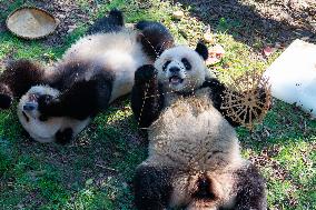 Giant Pandas Eat Mooncakes to Celebrate The Mid-Autumn Festival