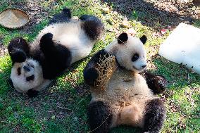 Giant Pandas Eat Mooncakes to Celebrate The Mid-Autumn Festival