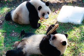 Giant Pandas Eat Mooncakes to Celebrate The Mid-Autumn Festival