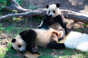 Giant Pandas Eat Mooncakes to Celebrate The Mid-Autumn Festival