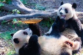 Giant Pandas Eat Mooncakes to Celebrate The Mid-Autumn Festival