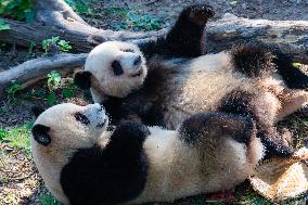 Giant Pandas Eat Mooncakes to Celebrate The Mid-Autumn Festival