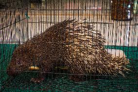 Handover Of Protected Animals To Natural Resources Conservation Centre