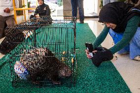 Handover Of Protected Animals To Natural Resources Conservation Centre