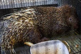 Handover Of Protected Animals To Natural Resources Conservation Centre