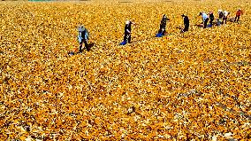 A Seed Production And Drying Base in Zhangye