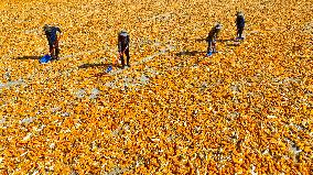 A Seed Production And Drying Base in Zhangye