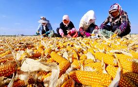 A Seed Production And Drying Base in Zhangye