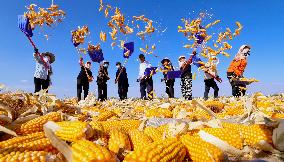 A Seed Production And Drying Base in Zhangye