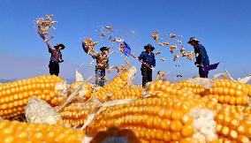 A Seed Production And Drying Base in Zhangye