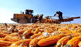 A Seed Production And Drying Base in Zhangye