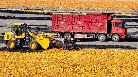 A Seed Production And Drying Base in Zhangye