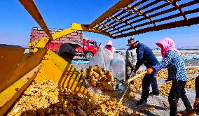 A Seed Production And Drying Base in Zhangye