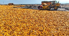 A Seed Production And Drying Base in Zhangye