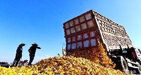 A Seed Production And Drying Base in Zhangye