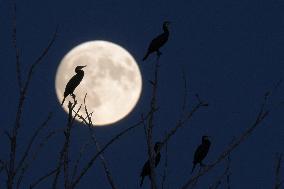 Full Moon - China