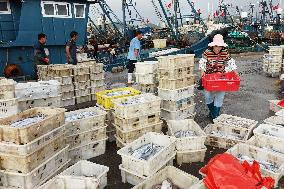 Seafood Supply in Qingdao