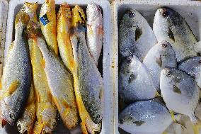 Seafood Supply in Qingdao