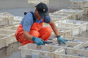 Seafood Supply in Qingdao