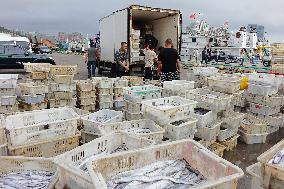 Seafood Supply in Qingdao