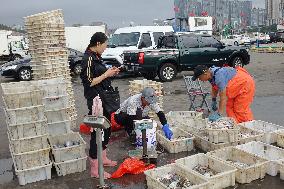 Seafood Supply in Qingdao