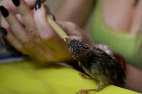 Alejandra Loera, Bird Rescuer In Mexico City