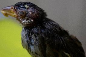 Alejandra Loera, Bird Rescuer In Mexico City