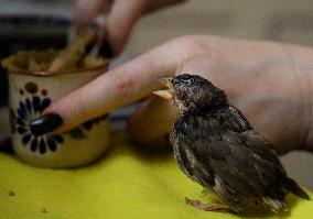 Alejandra Loera, Bird Rescuer In Mexico City