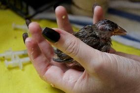 Alejandra Loera, Bird Rescuer In Mexico City