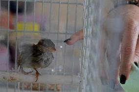 Alejandra Loera, Bird Rescuer In Mexico City