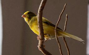 Alejandra Loera, Bird Rescuer In Mexico City