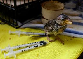 Alejandra Loera, Bird Rescuer In Mexico City