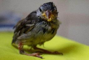 Alejandra Loera, Bird Rescuer In Mexico City