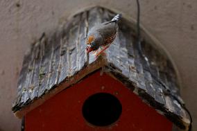 Alejandra Loera, Bird Rescuer In Mexico City