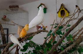 Alejandra Loera, Bird Rescuer In Mexico City