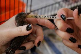 Alejandra Loera, Bird Rescuer In Mexico City