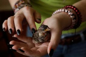 Alejandra Loera, Bird Rescuer In Mexico City