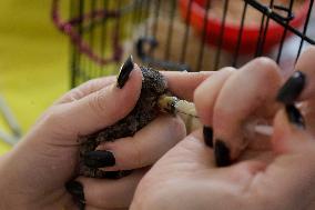 Alejandra Loera, Bird Rescuer In Mexico City