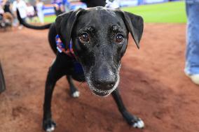 Bark In The Park At Citi Field