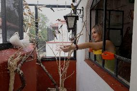 Alejandra Loera, Bird Rescuer In Mexico City